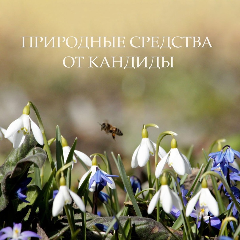 ИСЦЕЛЕНИЕ ПРИРОДНЫМИ СРЕДСТВАМИ