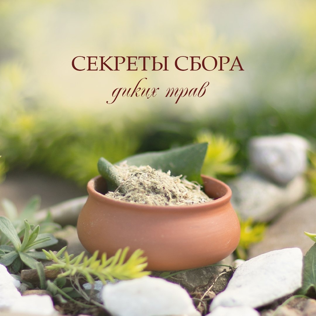 ТРАВЫ СПОСОБНЫ ПОМОЧЬ ОТ ЛЮБОГО НЕДУГА